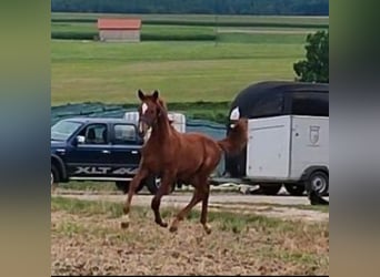 Kinsky Horse, Stallion, Foal (01/2024)