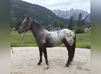 Kinsky, Jument, 2 Ans, 155 cm, Léopard