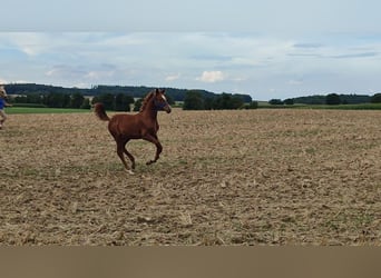 Kinsky paard, Hengst, veulen (01/2024)