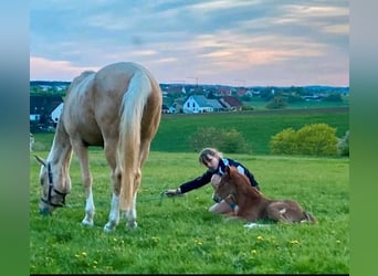 Kinsky paard, Hengst, veulen (01/2024)