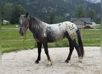 Kinsky paard, Merrie, 2 Jaar, 155 cm, Appaloosa