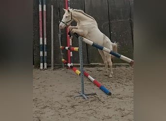 Kinsky paard, Merrie, 8 Jaar, 164 cm, Cremello