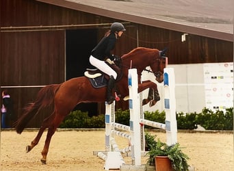 Kinsky-Pferd, Wallach, 5 Jahre, 160 cm, Fuchs