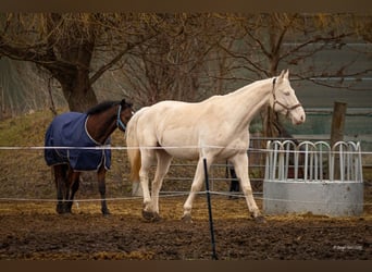 Kinsky paard, Ruin, 9 Jaar, 178 cm, Perlino