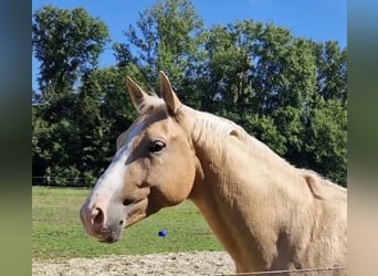 Kinsky-Pferd, Hengst, 3 Jahre, 160 cm, Palomino