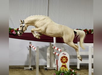 Kinsky-Pferd, Hengst, 4 Jahre, 162 cm, Palomino