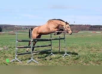 Kinsky-Pferd, Stute, 13 Jahre, 165 cm, Buckskin