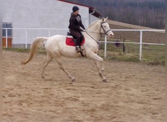 Kinsky-Pferd, Stute, 5 Jahre, 168 cm, Palomino