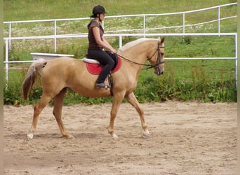Kinsky-Pferd, Stute, 5 Jahre, 168 cm, Palomino