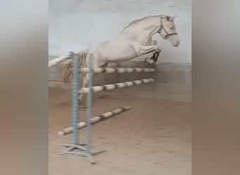 Kinsky-Pferd, Stute, 6 Jahre, 163 cm, Cremello