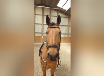 Kinsky-Pferd, Wallach, 15 Jahre, 168 cm, Buckskin