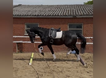 Kinsky-Pferd, Wallach, 4 Jahre, 170 cm