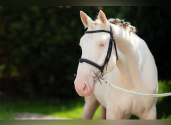 Kinsky-Pferd Mix, Wallach, 6 Jahre, 162 cm, Perlino