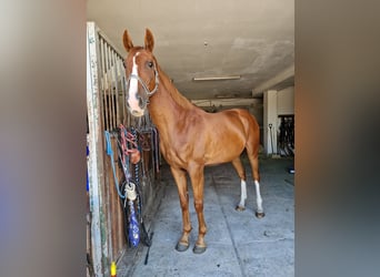 Kinsky-Pferd, Wallach, 7 Jahre, 168 cm, Dunkelfuchs