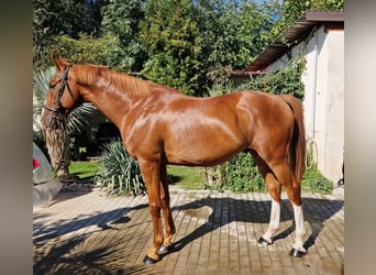 Kinsky-Pferd, Wallach, 7 Jahre, 168 cm, Dunkelfuchs