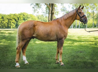 Kinsky-Pferd, Wallach, 8 Jahre, 174 cm, Palomino