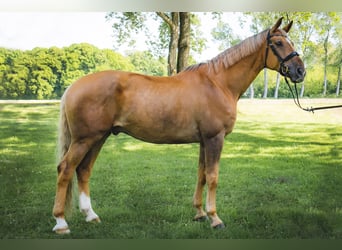 Kinskyhäst, Valack, 8 år, 174 cm, Palomino