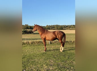 Kisber, Castrone, 12 Anni, 170 cm, Sauro