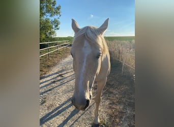 Kisber, Castrone, 21 Anni, 164 cm, Palomino