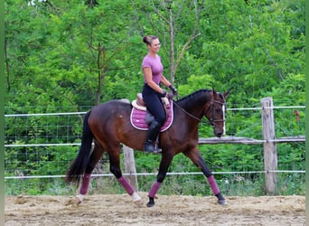 Kisber, Castrone, 4 Anni, 165 cm, Baio scuro