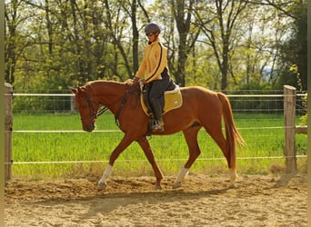 Kisber, Castrone, 4 Anni, 167 cm, Sauro scuro