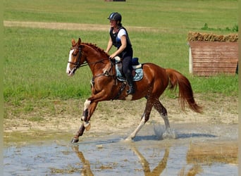 Kisber, Castrone, 4 Anni, 169 cm, Sauro scuro
