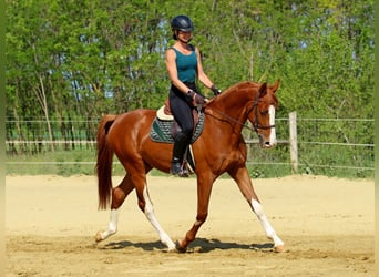 Kisber, Castrone, 4 Anni, 169 cm, Sauro scuro