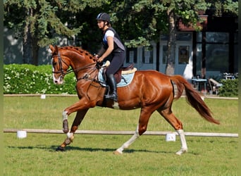 Kisber, Castrone, 4 Anni, 169 cm, Sauro scuro