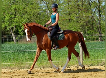 Kisber, Castrone, 4 Anni, 169 cm, Sauro scuro