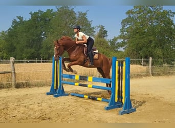 Kisber, Castrone, 4 Anni, 170 cm, Sauro scuro