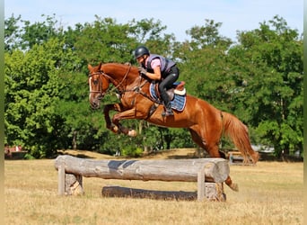 Kisber, Castrone, 4 Anni, 170 cm, Sauro scuro