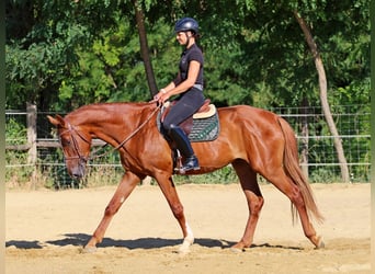 Kisber, Castrone, 4 Anni, 170 cm, Sauro scuro