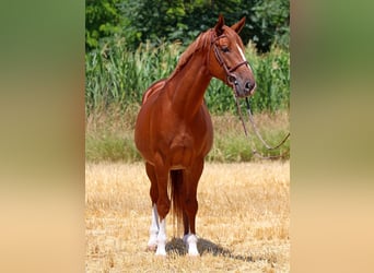 Kisber, Castrone, 5 Anni, 167 cm, Sauro scuro
