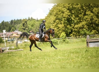 Kisber, Castrone, 7 Anni, 169 cm, Baio