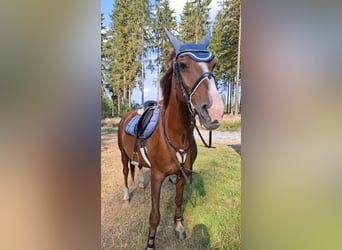Kisber Felver, Caballo castrado, 14 años, 165 cm, Alazán