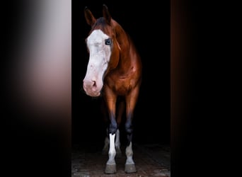 Kisber Felver, Caballo castrado, 14 años, 179 cm, Castaño oscuro