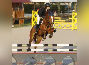 Kisber Felver, Caballo castrado, 15 años, 175 cm, Alazán
