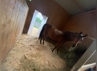 Kisber Felver, Caballo castrado, 18 años, 170 cm, Castaño