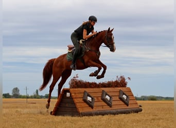 Kisber Felver, Caballo castrado, 4 años, 163 cm