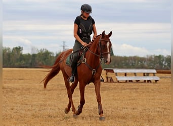 Kisber Felver, Caballo castrado, 4 años, 163 cm