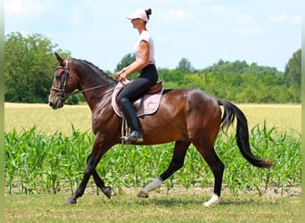 Kisber Felver, Caballo castrado, 4 años, 165 cm, Castaño oscuro