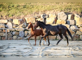 Kisber Felver Mestizo, Caballo castrado, 5 años, 164 cm, Alazán