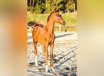 Kisber Felver Mestizo, Caballo castrado, 5 años, 164 cm, Alazán