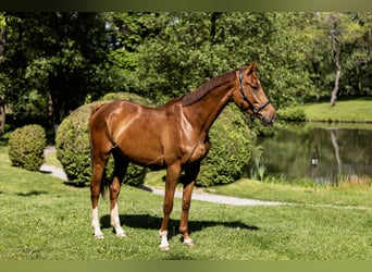 Kisber Felver Mestizo, Caballo castrado, 5 años, 164 cm, Alazán