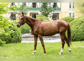 Kisber Felver Mestizo, Caballo castrado, 5 años, 164 cm, Alazán