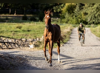 Kisber Felver Mestizo, Caballo castrado, 5 años, 164 cm, Alazán