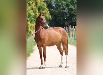 Kisber Felver, Caballo castrado, 5 años, 165 cm, Alazán-tostado