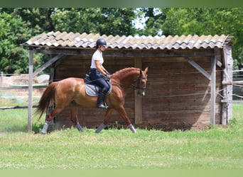 Kisber Felver, Caballo castrado, 5 años, 165 cm, Alazán-tostado