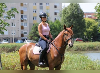 Kisber Felver, Caballo castrado, 5 años, 165 cm, Alazán-tostado