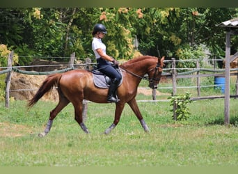 Kisber Felver, Caballo castrado, 5 años, 165 cm, Alazán-tostado